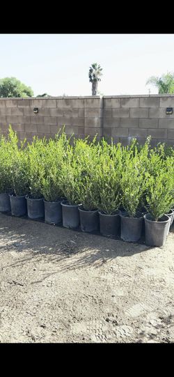 3.5ft Boxwood Shrubs – Perfect for Hedges, Borders, or Landscaping