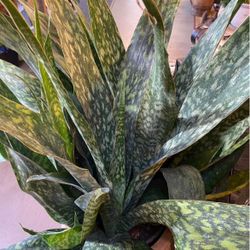 Rare Monster Snake Plant | Sansevieria “Jaboa” is a Beast | This Mother Plant Is Growing A New Pup | Will Double In Size This Year | 22” In Long Leaf