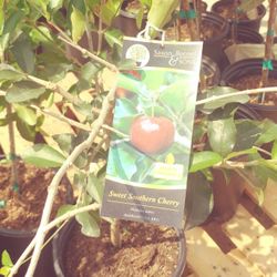 Sweet Southern Cherry Starter Plant In 2 Gal Pot