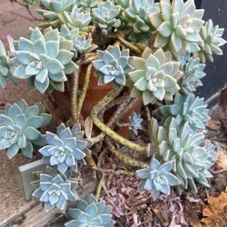 Beautiful Growing Succulent In Ceramic Planter 