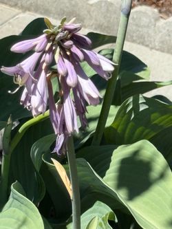Hosta
