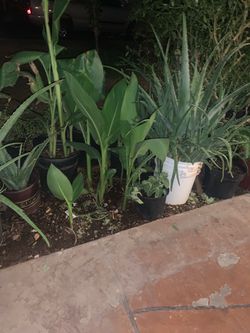 Assorted Potted Plants Aloe Vera Cana Lilies