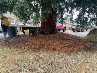 Yard cleaning and maintenance