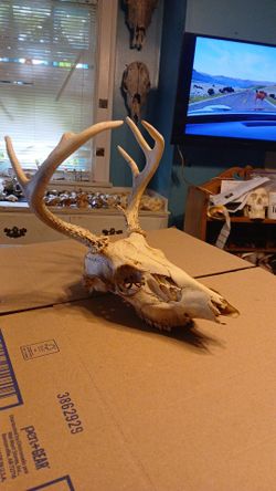 6 Point Deer Skull