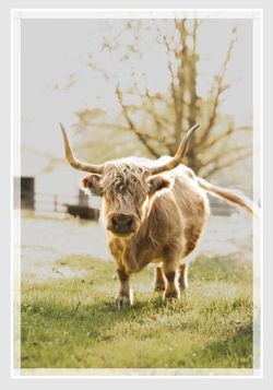 Mini Scottish Highlands Canvas Portraits