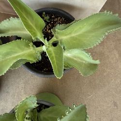 Kalanchoe | mala madre $15  Cada Una