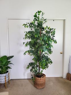 Tree, Plant (Faux)