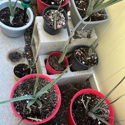 Aloe Vera Plants Small Ones  2 For Five Big Ones Three Dollars