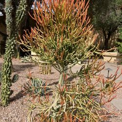 Firestick Succulent 