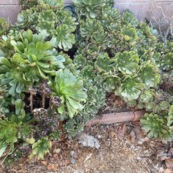 Succulents