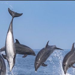 Newport Whale Watch Tickets 