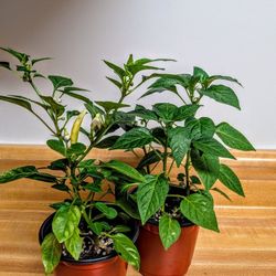 Tabasco * Grow -Your-Own Tabasco Sauce!