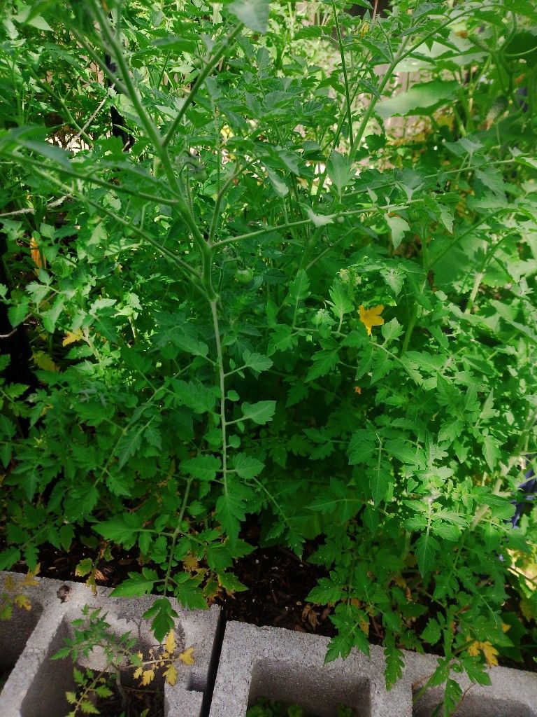 Tall Tomato Plants