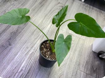 Alocasia Elephant Ears
