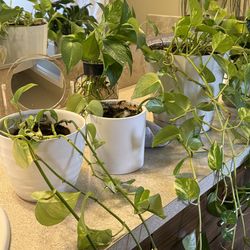 Downsizing. $50 for all