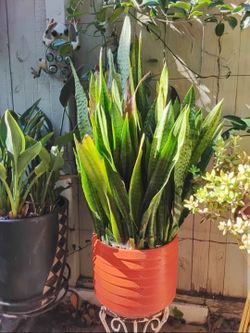 Large Snake Plant in Ceramic Pot – Full & Healthy