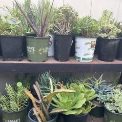 Different Kinds Of Plants Succulents 