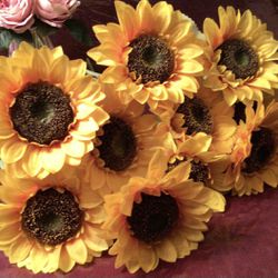 10 USED SUNFLOWER 