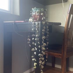 string of hearts plant 