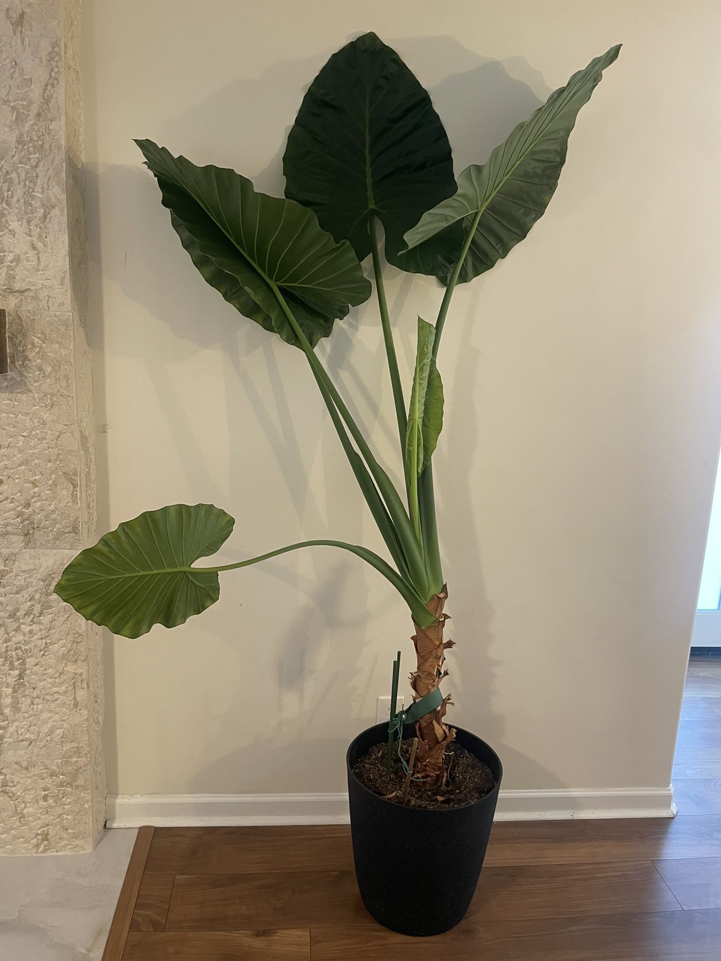Giant Taro Plant
