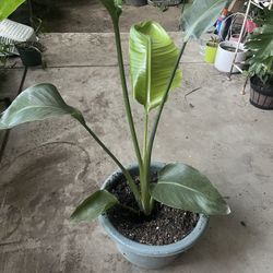 HERMOSAS PLANTAS NATURALES “AVE DE PARAÍSO PLANT 