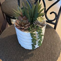 Succulent Decor