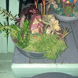 Succulents For Sale