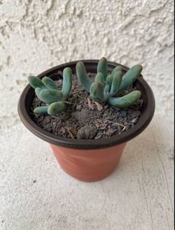 3 Inch Pot Succulent Plant - Sedum Pachyphyllum Rose -Jelly Beans - Rooted & Established Plant - Drought Resistant - 🪴