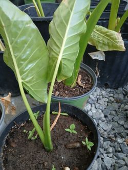 Plantas orejas de Elefantes/ Elephant Ears Plants