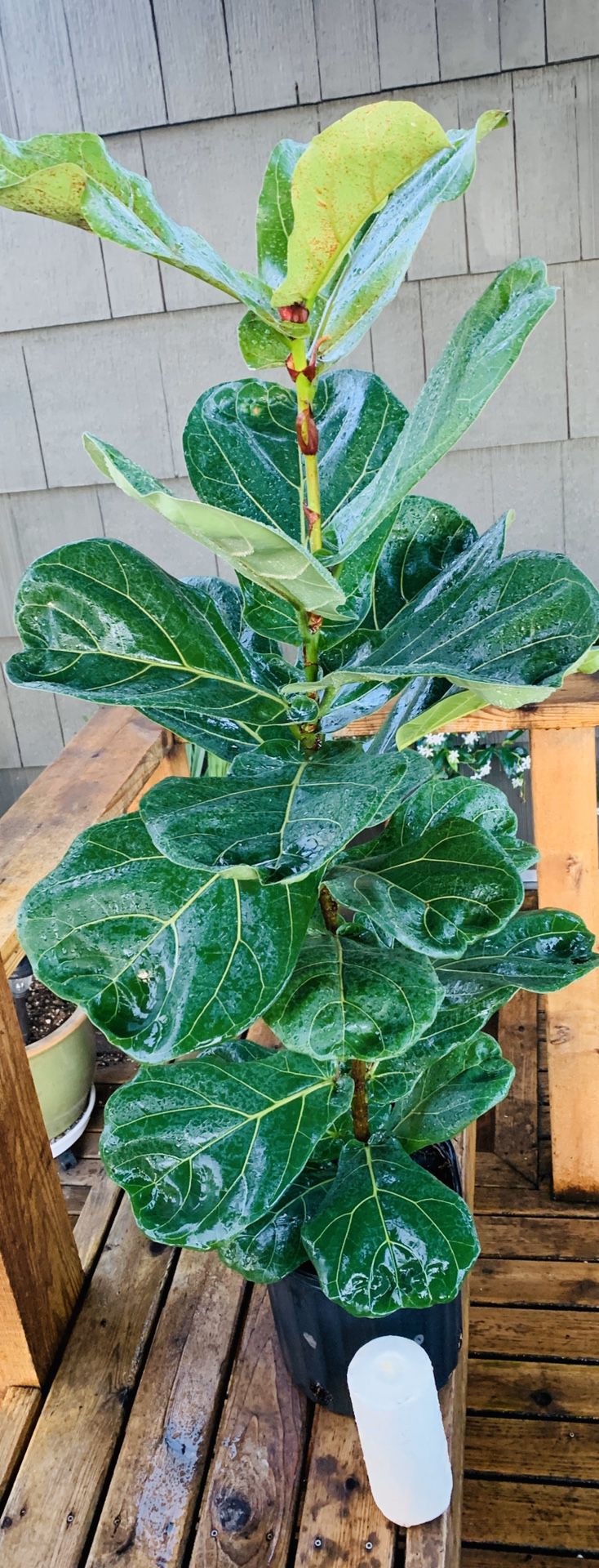 (On hold) live Fiddle Leaf Fig tree plant in a plastic nursery pot—firm price