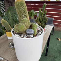 Cactus Plant
