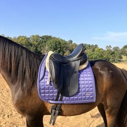 DK DRESSAGE FREEDOM 17