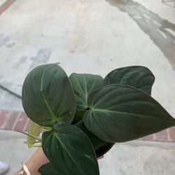 Micans Plants