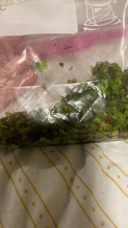 Floating Aquarium Plants