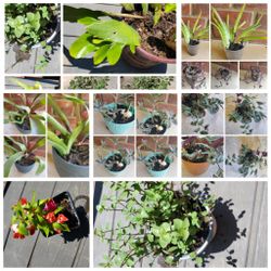 Tons of free plants to choose from with any plant purchase, priced to sell - see description
