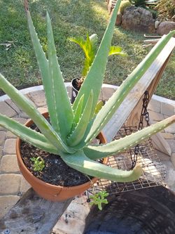 Aloe Vera