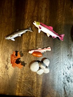 Education Animals Models Life Cycle 