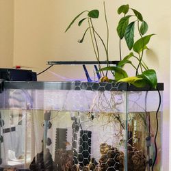 Avocado Seedlings for 9$ – Grow Your Own Avocado Tree!