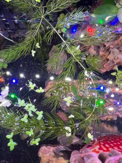 Bundle of freshwater Hornwort