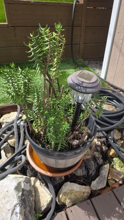 Potted plant $50 obo
