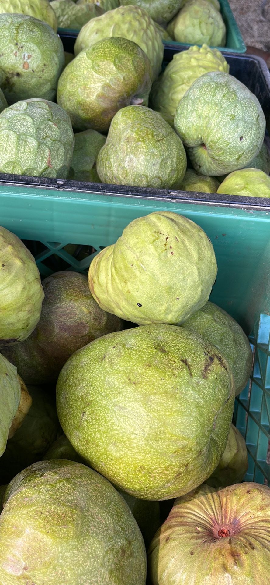 Fruta Chirimoya