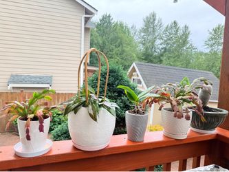 Various plants