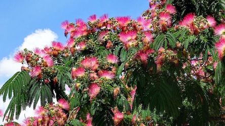 Small Mimosa Tree, about 18” tall! Get beautiful blooms all summer long and attracts hummingbirds!