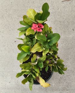 Euphorbia 'Crown of Thorns' in 8" pots