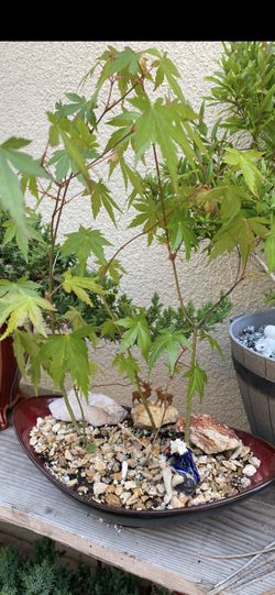 Bonsai Japanese Maple Forest Style In Group Planting $80