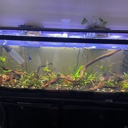 55 Gallon Fish Tank And Stand 