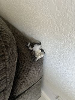 FREE COUCH