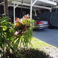 Rams Horn Fern. Large