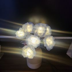 Light Up Roses 