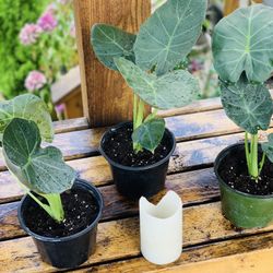 Price is each—Live indoor Alocasia Shields plant in a plastic nursery planter pot—firm price